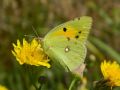 Colias crocea